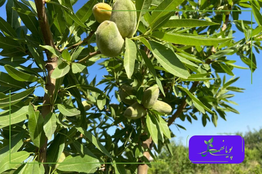 باردهی بادام یکساله تونو