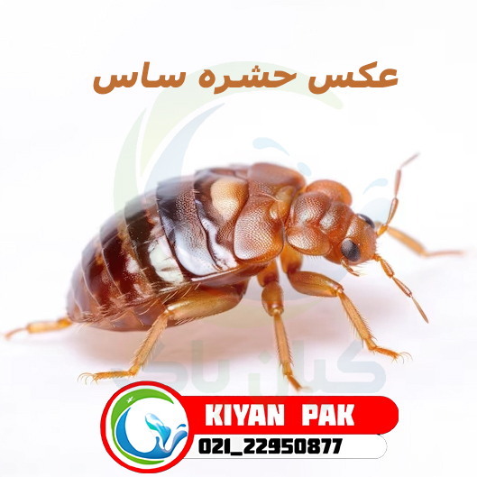 عکس حشره ساس
