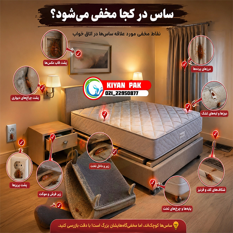 ساس در کجا مخفی میشود
