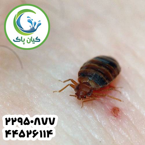 ساس