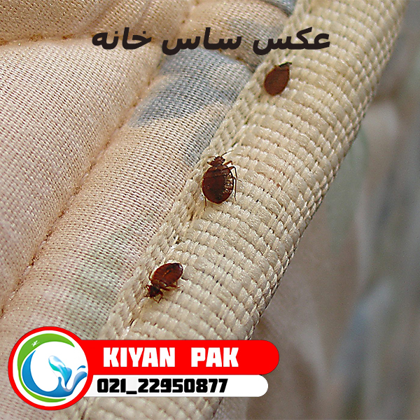 عکس ساس خانه